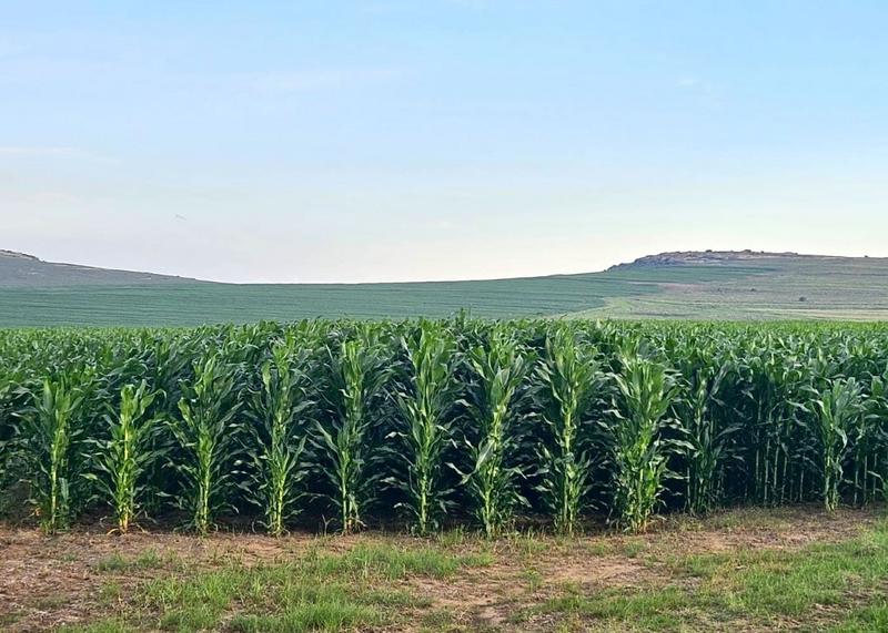 0 Bedroom Property for Sale in Bethlehem Rural Free State